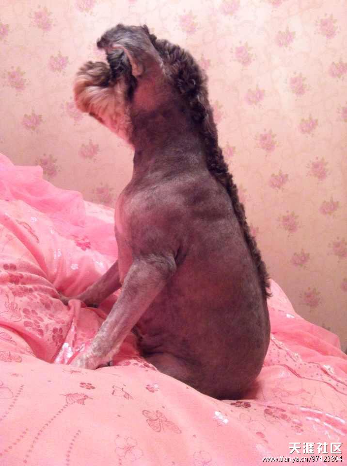 我养了一只doge，我的故事！